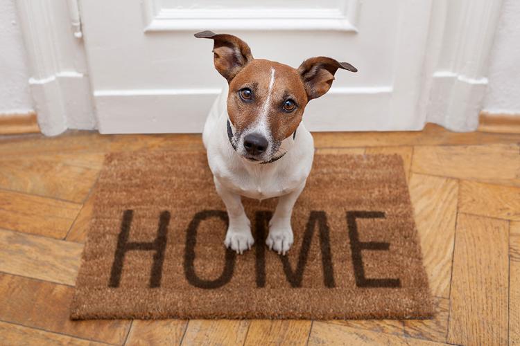Are you looking to become a house and pet sitter? Find out more about how it works with us here.